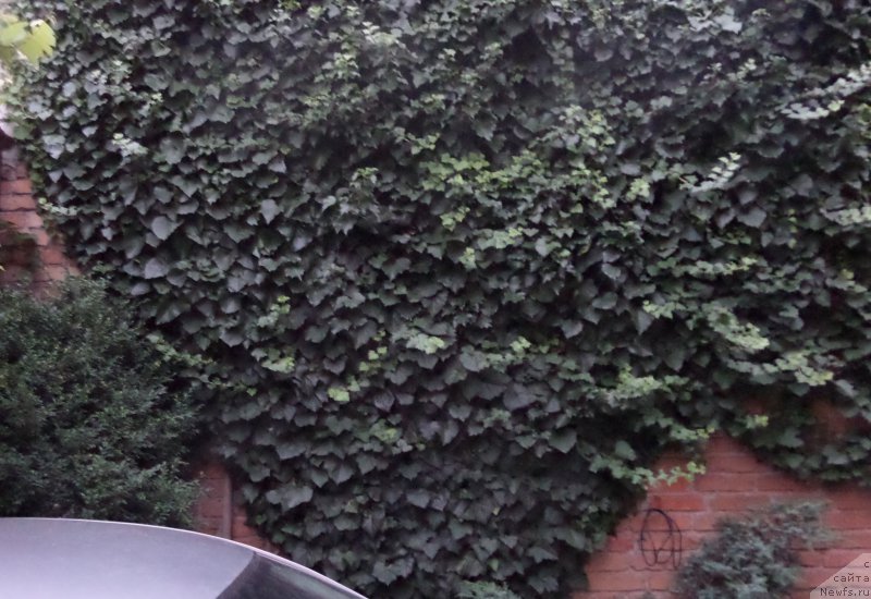 Фотография № 159316