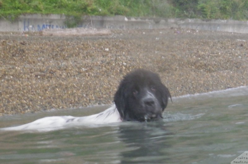 Фото: ньюфаундленд Сент Джонс Исида