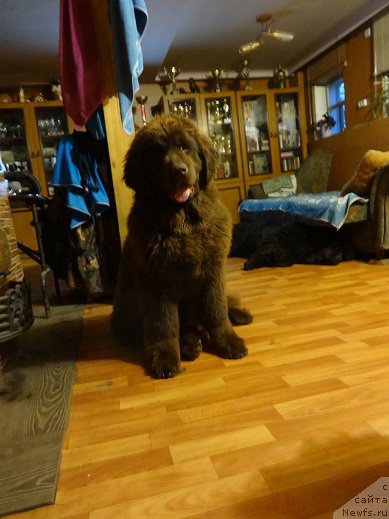 Фото: ньюфаундленд Ньюфорт Юника