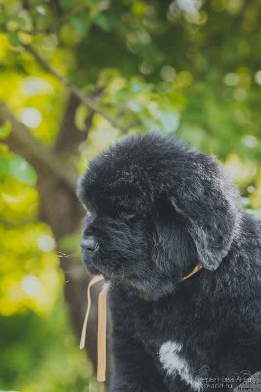 Фотография № 159336