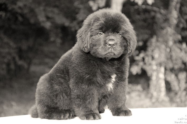 Фото: ньюфаундленд Арамис с Берега Дона (Aramis s Berega Dona)