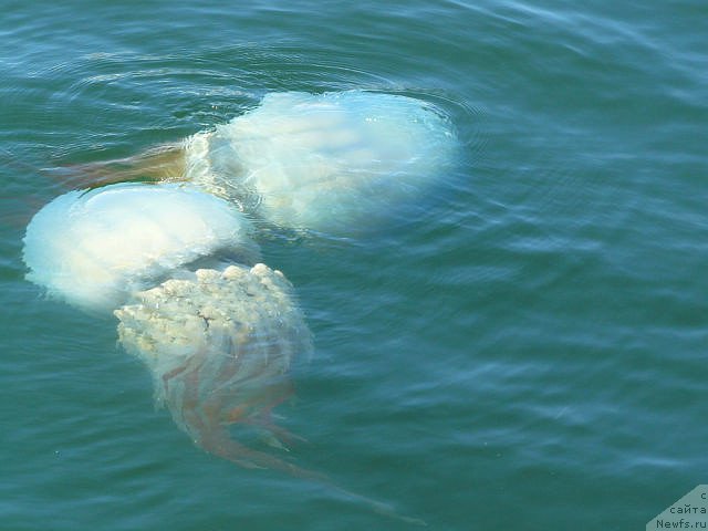 Фото: медузы на о. Русском