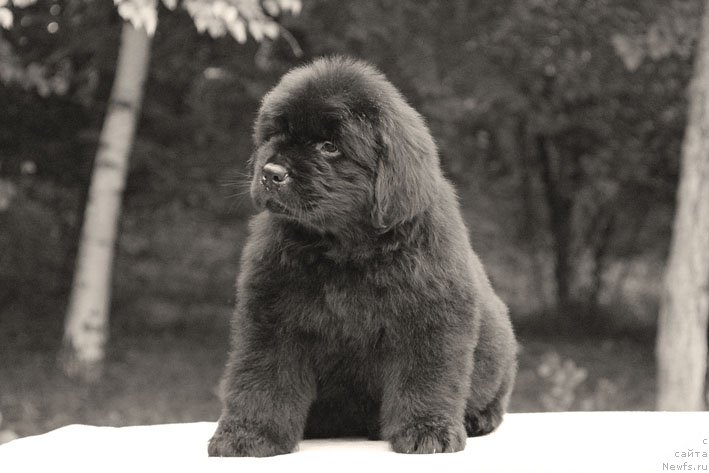 Фото: ньюфаундленд Атос с Берега Дона (Atos s Berega Dona)