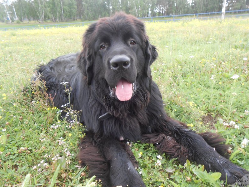 Фото: ньюфаундленд Аквиан Сонг Нострадамус