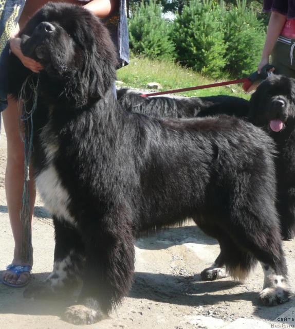 Фото: ньюфаундленд Робертино Раскошный Мальчишка Отарго Аютка (Robertino Roskoshny Malchishka Otargo Ayutka)