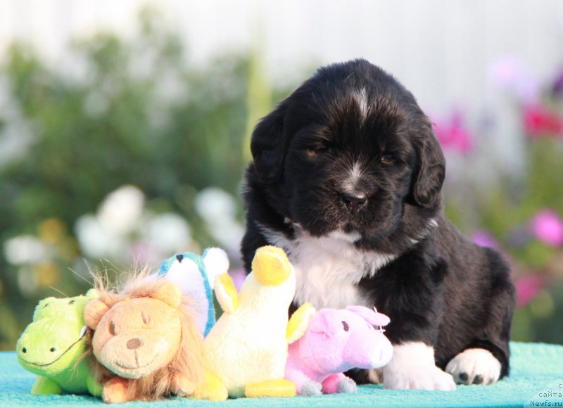 Фотография № 159364