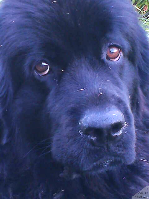 Фото: ньюфаундленд Фанньюф Жаклин Жерминаль
