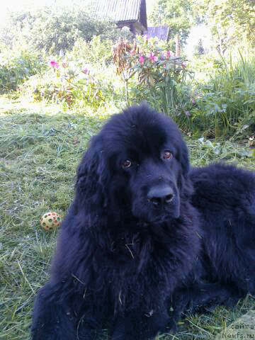 Фото: ньюфаундленд Фанньюф Жаклин Жерминаль