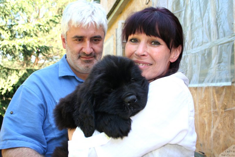 Фото: ньюфаундленд Черная Мафия Шорт анд Свеет (Chernaya Mafia Short and Sweet), Галина Линдер