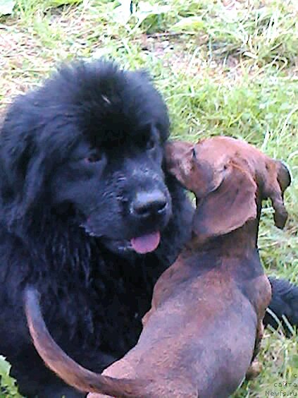 Фото: ньюфаундленд Фанньюф Жаклин Жерминаль