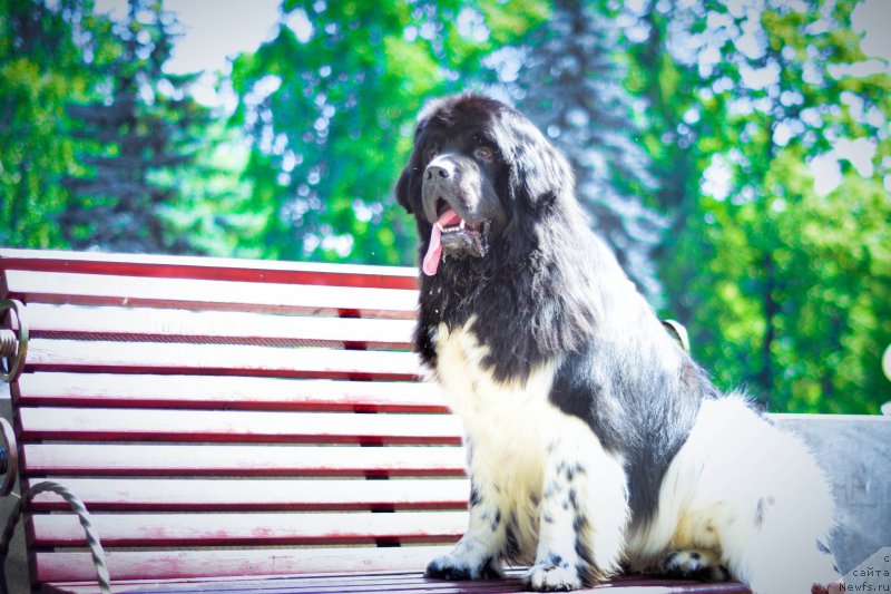 Фото: ньюфаундленд Плюшевая Панда Ферреро Ронд Нуар (Plushevaya Panda Ferrero Rond Noir)