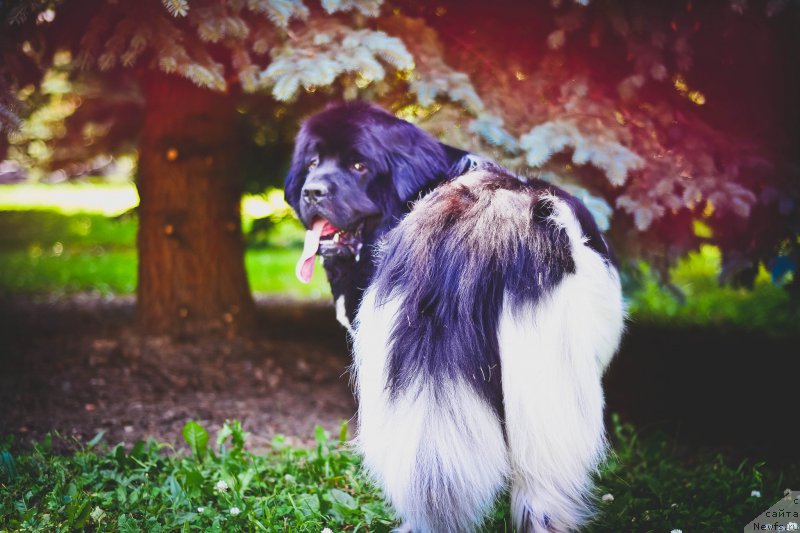 Фото: ньюфаундленд Плюшевая Панда Ферреро Ронд Нуар (Plushevaya Panda Ferrero Rond Noir)