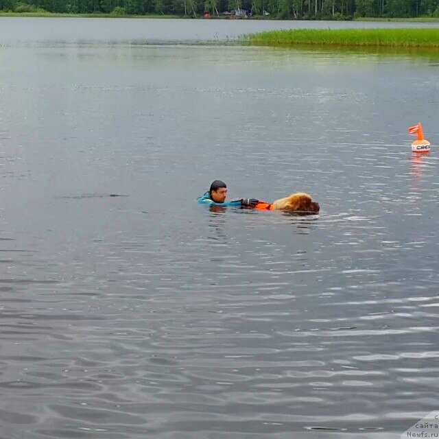 Фото: ньюфаундленд Командор из Медвежьего Яра