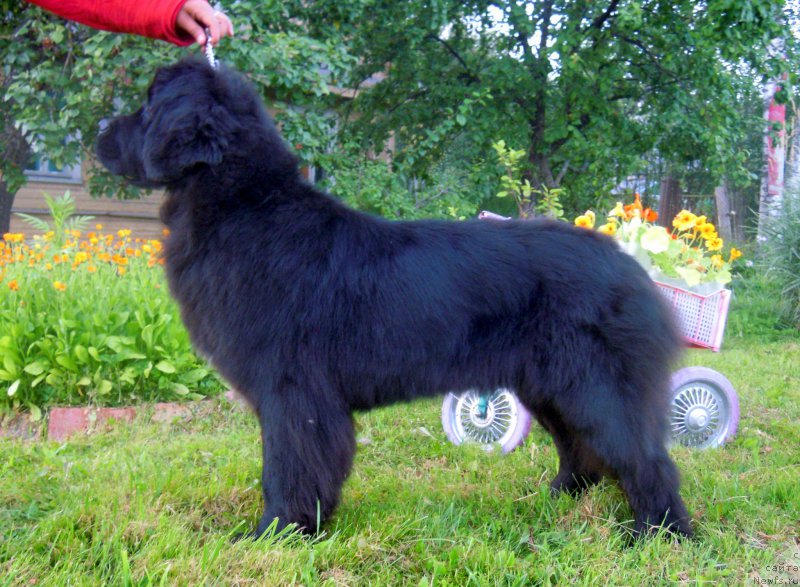 Фотография № 159381