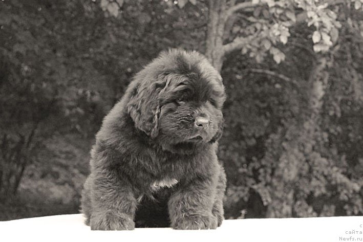 Фото: ньюфаундленд А'Портос с Берега Дона (A'Portos s Berega Dona)