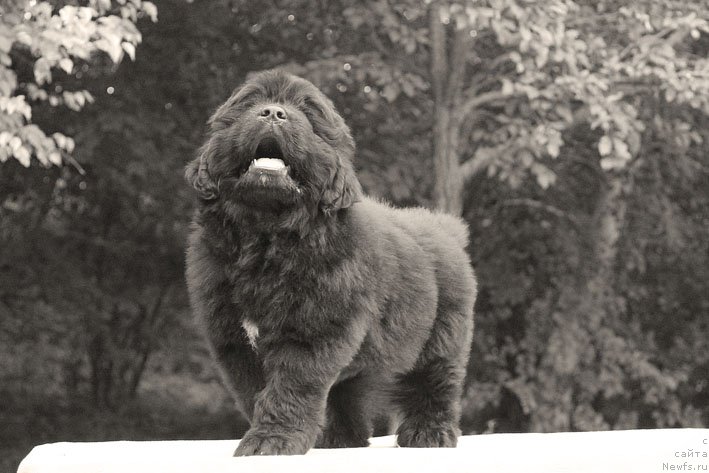 Фото: ньюфаундленд А'Портос с Берега Дона (A'Portos s Berega Dona)