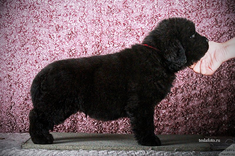 Фото: ньюфаундленд Amazing Grace vom Riesrand, ньюфаундленд Акватория Келвин Фром Сибириа эт Каюга (Aquatoriya Kelvin From Siberia at Cayuga)