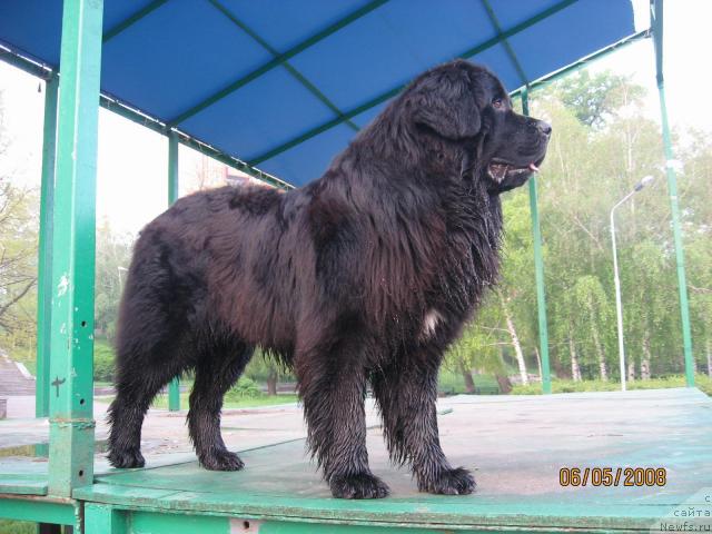 Фото: ньюфаундленд Тайный Советник из Антаграда (Tayny Sovetnik iz Antagrada)