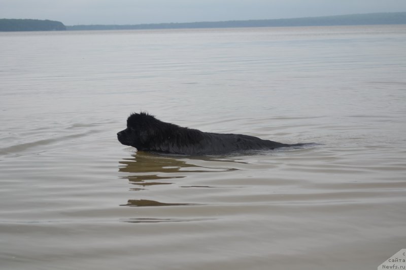 Фото: ньюфаундленд Талисман Моря Мишель