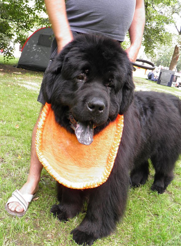 Фото: ньюфаундленд Инайтер Де Дюк