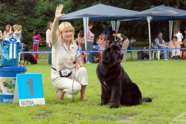 Фото: ньюфаундленд Бегущая по Волнам Византия де Люкс