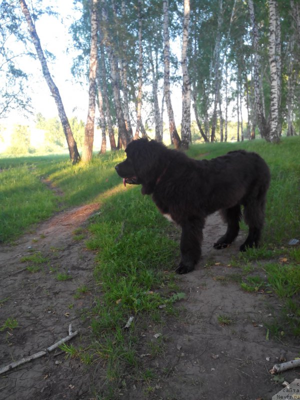 Фото: ньюфаундленд Айоланта от Сибирского Медведя