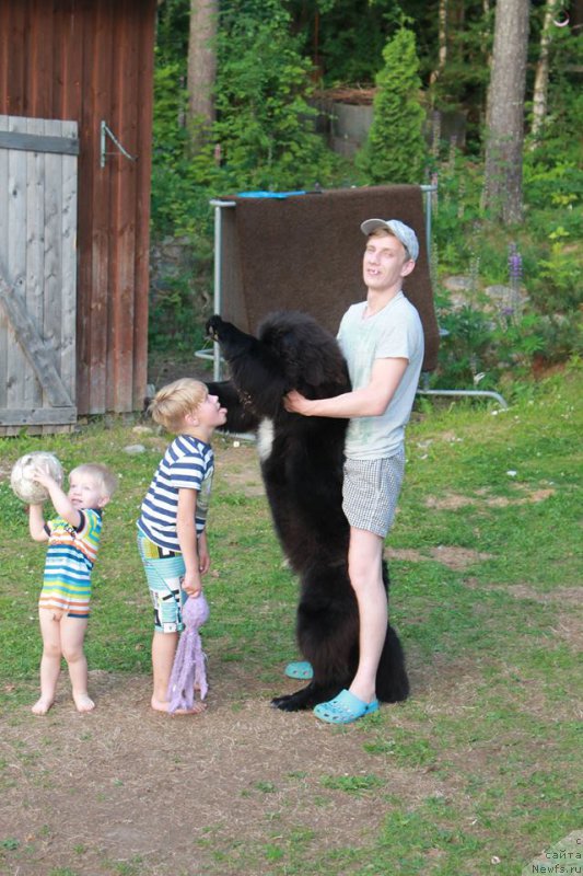 Фото: ньюфаундленд Смигар Тренди Лук (Smigar Trendy look)