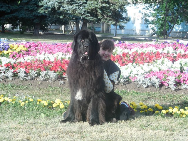 Фото: ньюфаундленд Кипер Соул Лайон Хэерт, Ольга Иванова