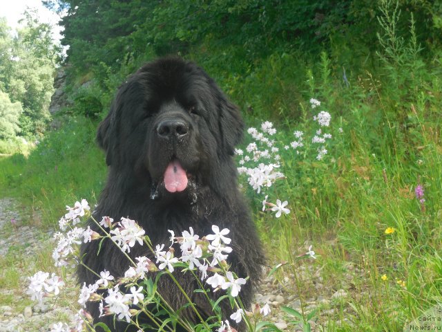 Фото: ньюфаундленд Кипер Соул Лайон Хэерт