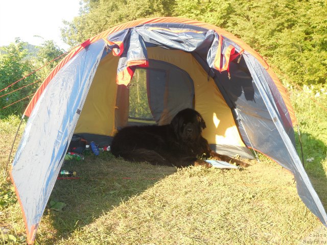 Фото: ньюфаундленд Кипер Соул Лайон Хэерт