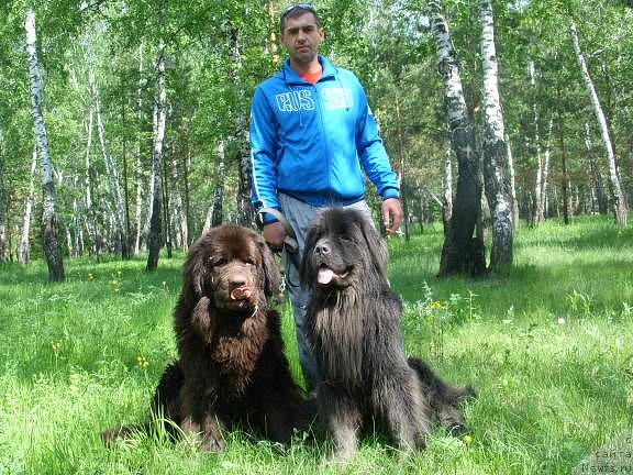 Фото: ньюфаундленд Черный Шарм Амбер Бест Дог ФО Марлеон, ньюфаундленд Аквамариновая Красотка для Марлеон