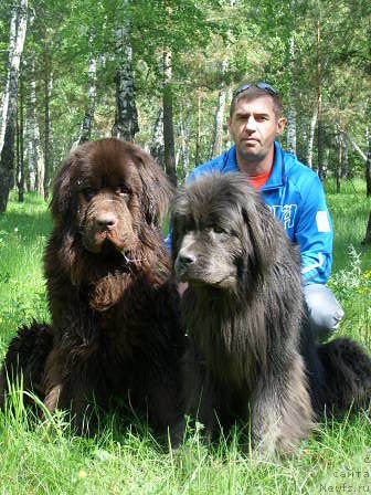 Фото: ньюфаундленд Черный Шарм Амбер Бест Дог ФО Марлеон, ньюфаундленд Аквамариновая Красотка для Марлеон