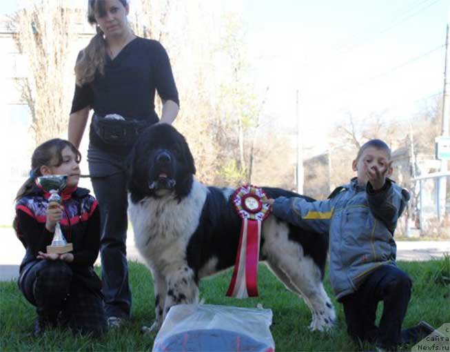 Фото: ньюфаундленд Степная Пальмира Естественно Я Лучший