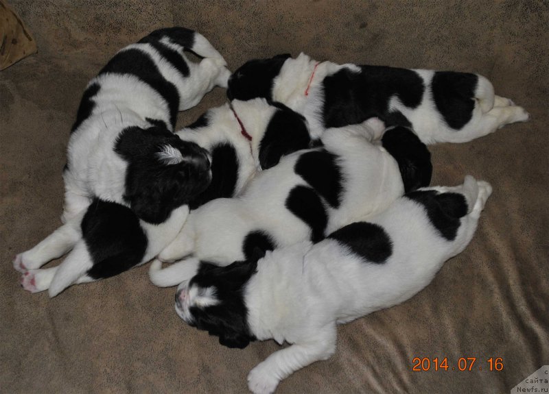 Фото: Щенки, ньюфаундленд Маг Исполин Мода Макси, и, ньюфаундленд Степная Пальмира Естественно Я Лучший