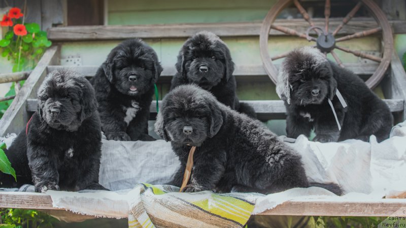 Фотография № 159436