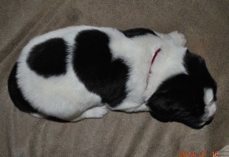 Фото: ньюфаундленд Маг Исполин Оби-Ван Кеноби