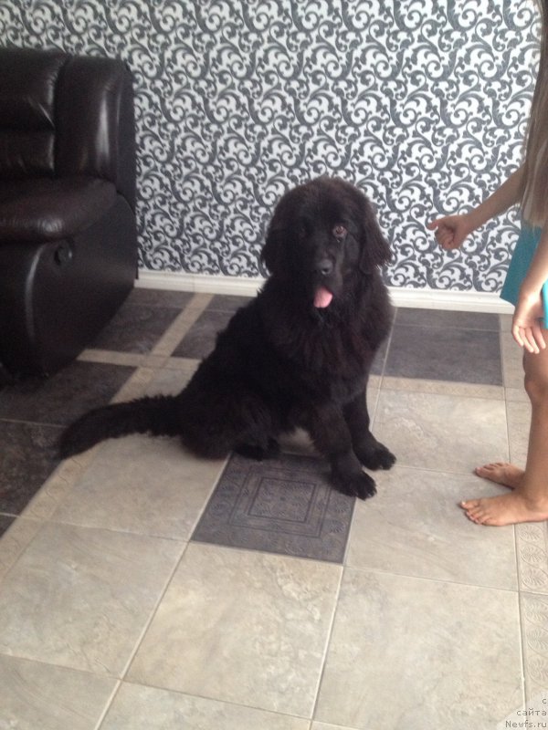 Фото: ньюфаундленд Смигар Тоунз ов Мьюзик (Smigar Tones of Music)