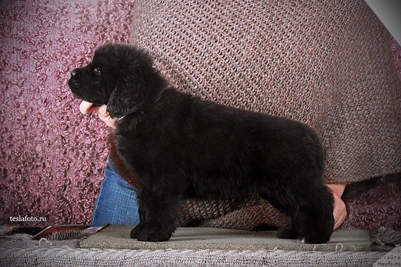 Фото: ньюфаундленд Amazing Grace vom Riesrand