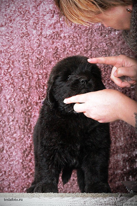 Фото: ньюфаундленд Amazing Grace vom Riesrand