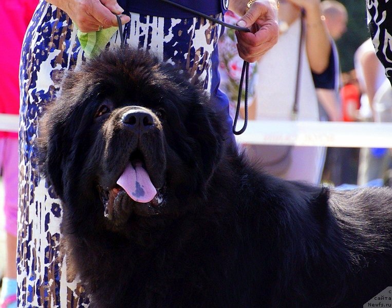 Фотография № 159495