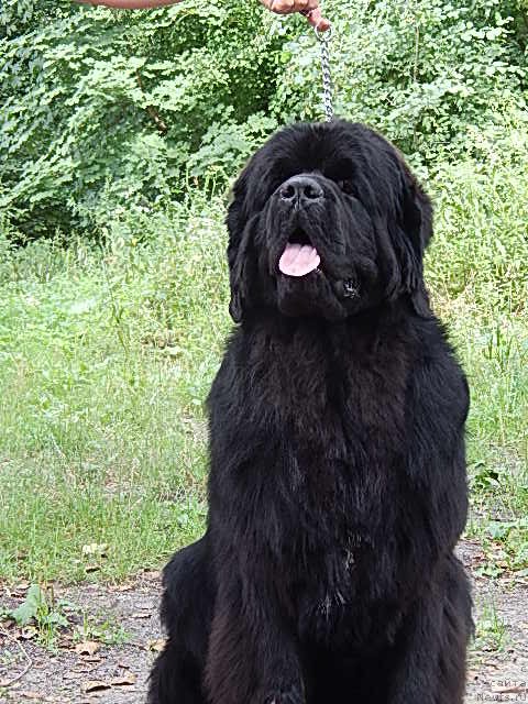 Фото: ньюфаундленд Velyke Malyatko Gimli