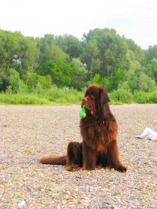 Фото: ньюфаундленд Фактурный Фрукт с Берега Дона (Fakturnyi Frukt s Berega Dona)