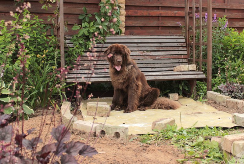 Фото: ньюфаундленд Сверкающая Гора Машаме (Sverkayuzhaya Gora Mashame)