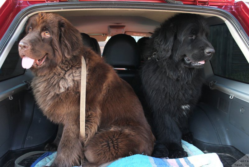 Фото: ньюфаундленд Бонопарт Наполеон, ньюфаундленд Сверкающая Гора Машаме (Sverkayuzhaya Gora Mashame)