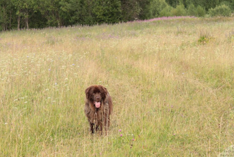Фото: ньюфаундленд Сверкающая Гора Машаме (Sverkayuzhaya Gora Mashame)