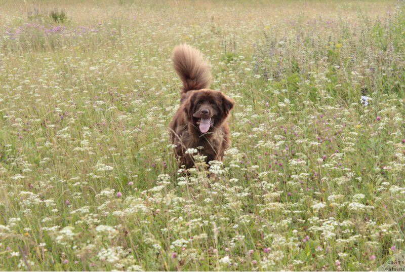 Фото: ньюфаундленд Сверкающая Гора Машаме (Sverkayuzhaya Gora Mashame)