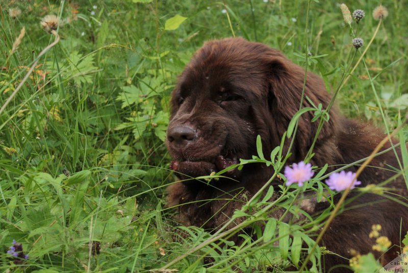 Фото: ньюфаундленд Сверкающая Гора Машаме (Sverkayuzhaya Gora Mashame)