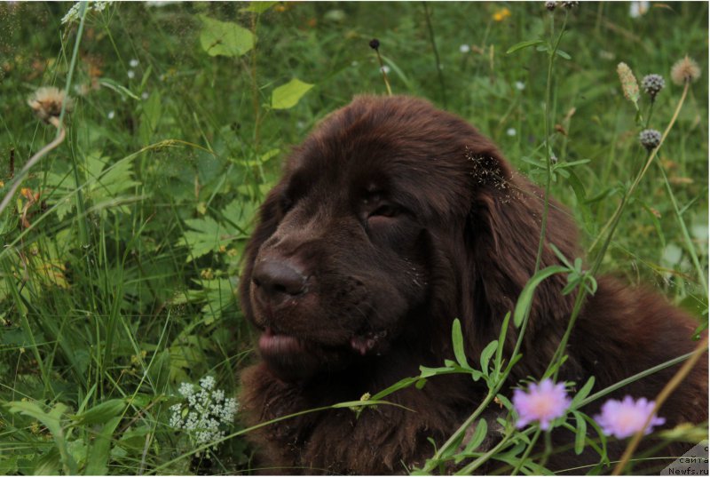 Фото: ньюфаундленд Сверкающая Гора Машаме (Sverkayuzhaya Gora Mashame)