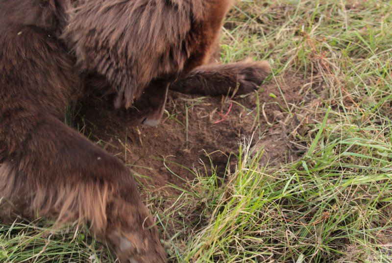 Фото: ньюфаундленд Сверкающая Гора Машаме (Sverkayuzhaya Gora Mashame)