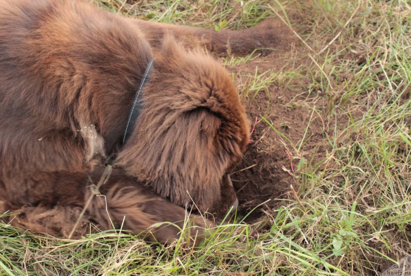 Фото: ньюфаундленд Сверкающая Гора Машаме (Sverkayuzhaya Gora Mashame)